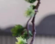 微信图片_20250331133304